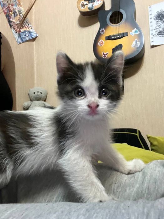 Отдам котят. Два мальчика