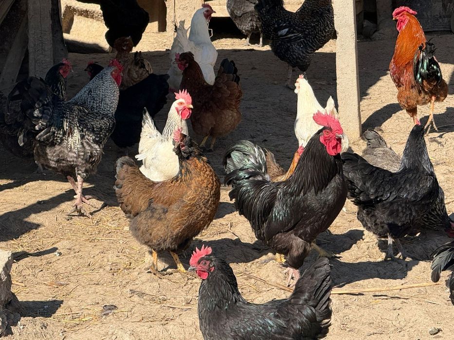 Vând cocosi de țară