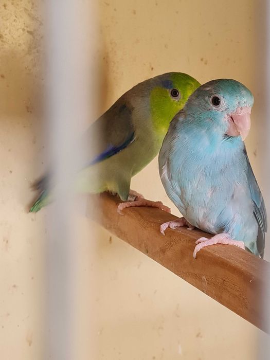 vand papagali forpus