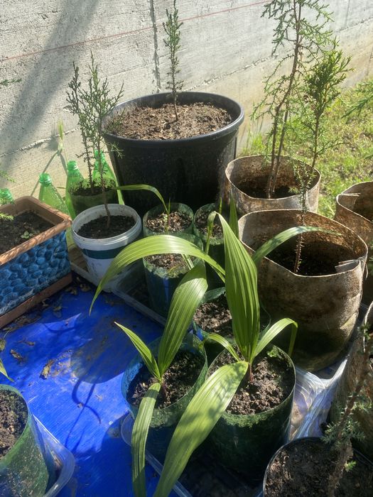 Разпродажба кипариси палми