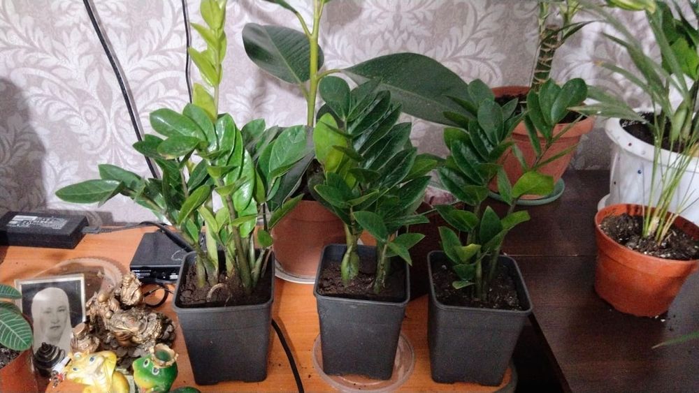 Продаю цветы для дома и офиса