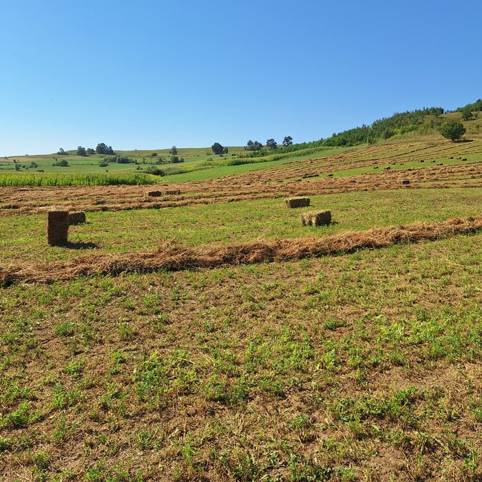 Baloti Lucerna de vanzare
