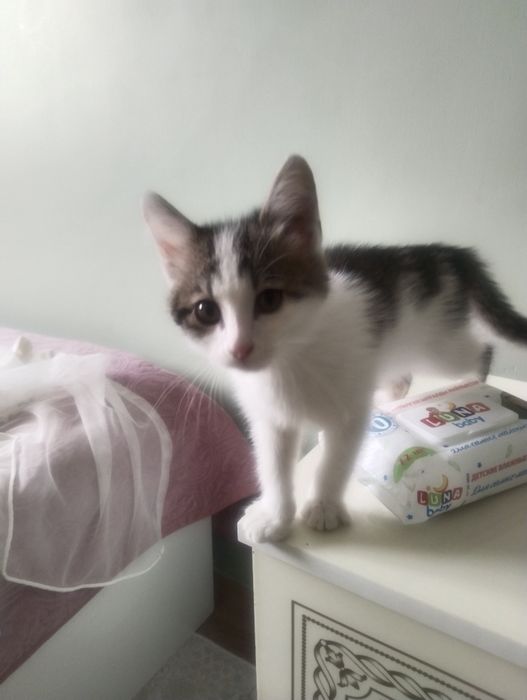 Котёнок кошка мысык мальчик