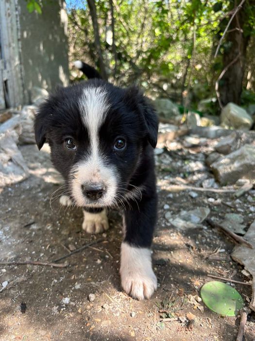 Pentru adoptie  responsabila o catelusa gasita  pe camp langa Constanta