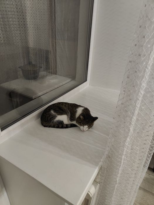 Пропал кот Малыш