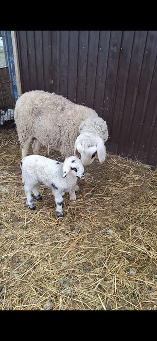 Oaie bergamax de vânzare