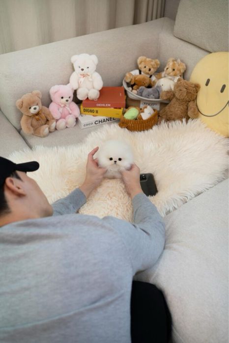 Собачка шпиц девочка