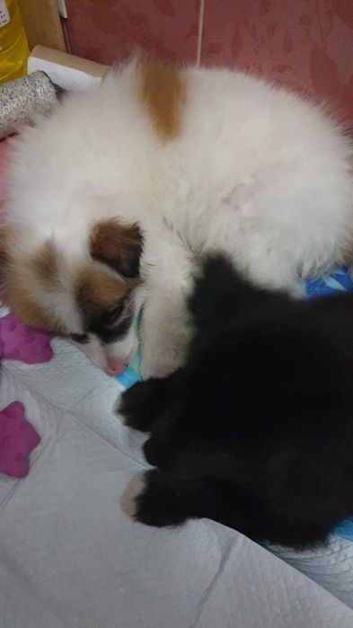 отдам щенков в хорошие руки