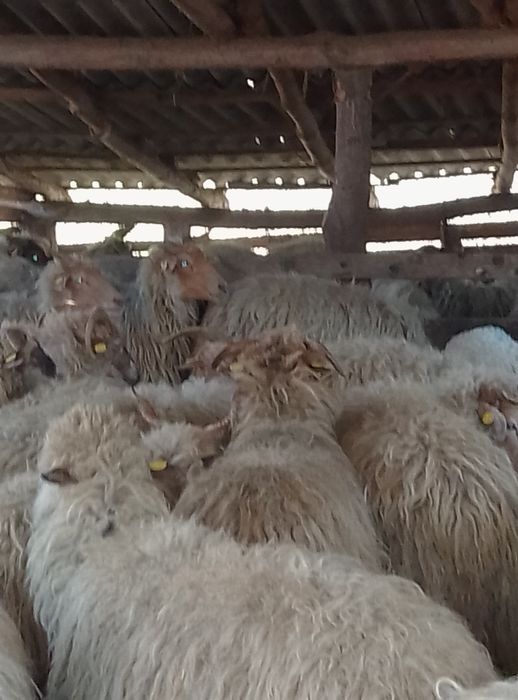 Vând turmă de oi Rațca