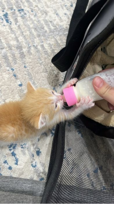 Отдам котенка 3-4недели