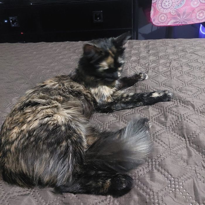 Отдам в добрые руки