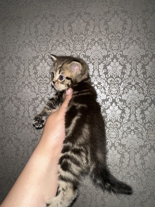 Шотландские котята