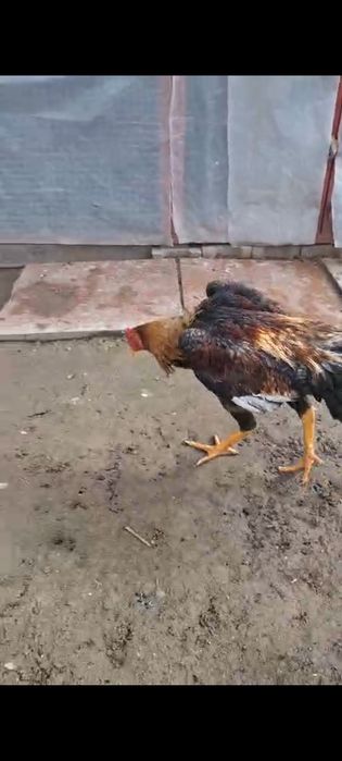 Продам петушков шамо