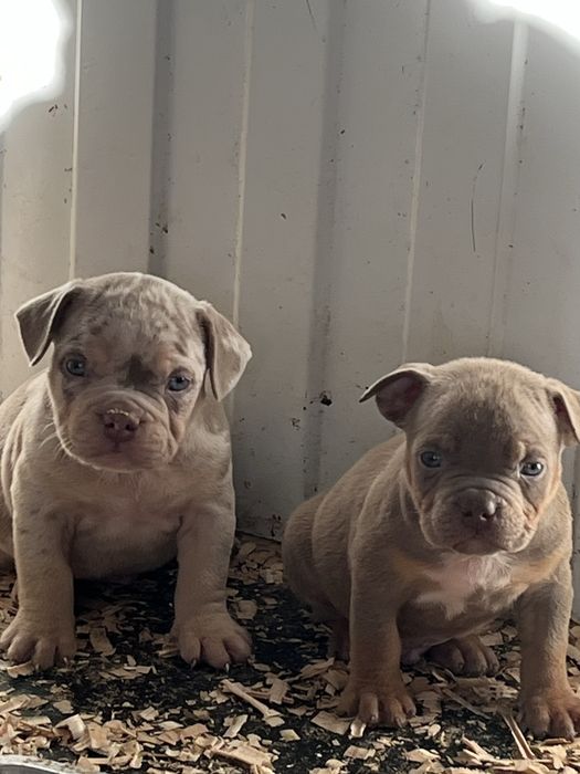 Щенки американский булли