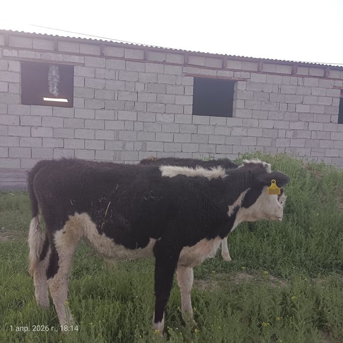 Еркек бұзаулар дендері сау