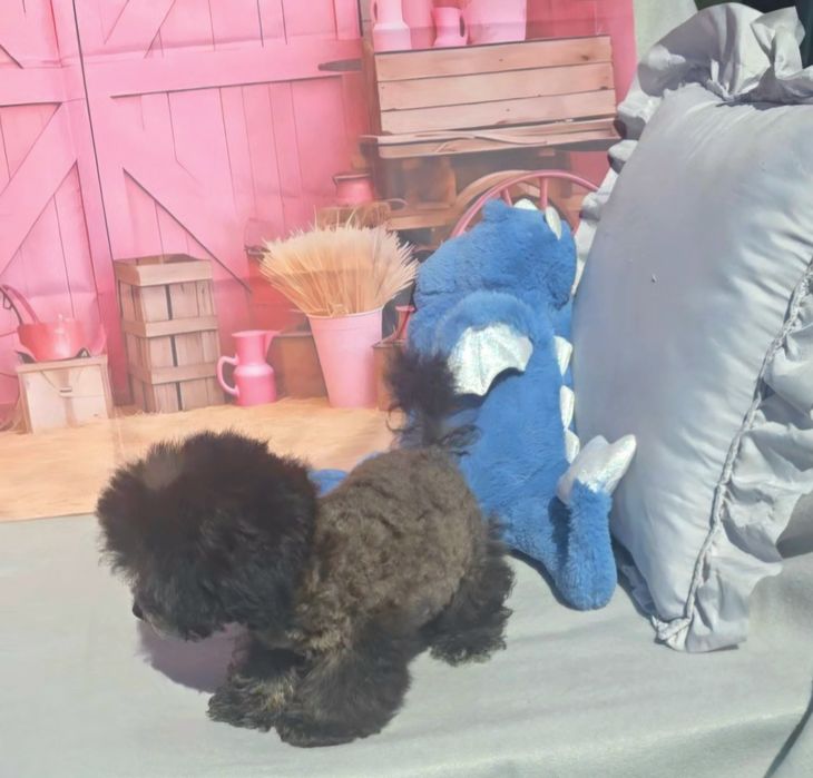 Пудел tea cup silver, 3.5 мес, с документ за произход