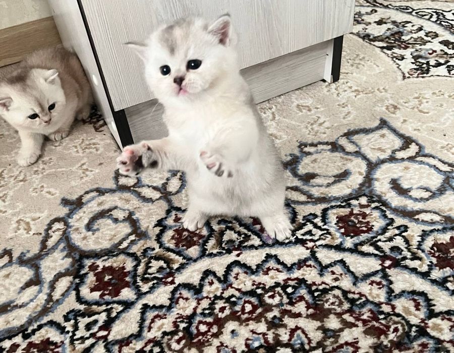 Продаются котята породы скотиш фолд. Шиншила. Серебристая и Золотистая