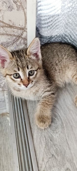 Отдам котёнка в добрые руки