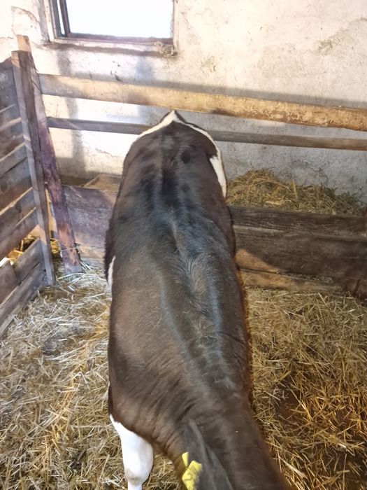 Vițea de lapte 2,5 luni