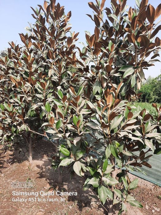 Все виды декоративных саженцев — оптом с собственного поля!