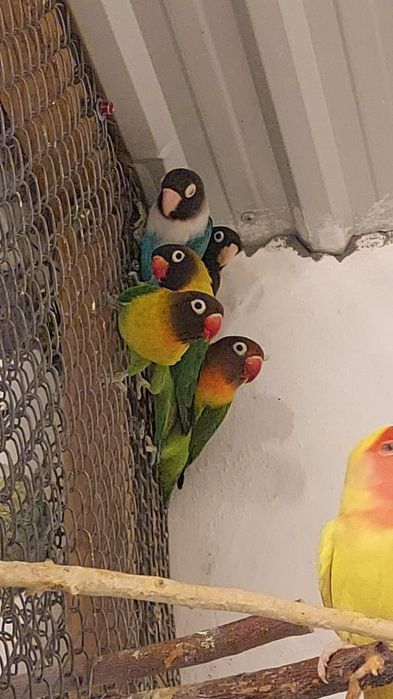 Попугаи разных видов