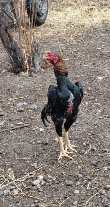 Дакан апрельский