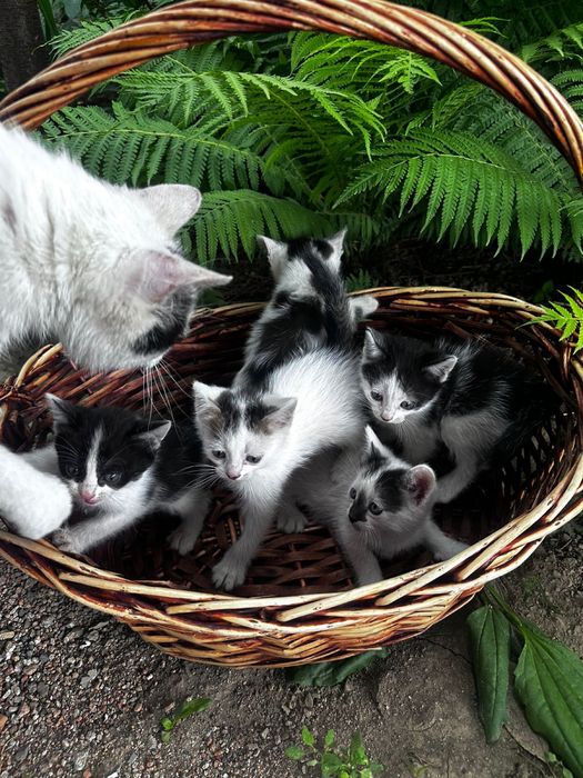 продаю котят в хорошие руки !