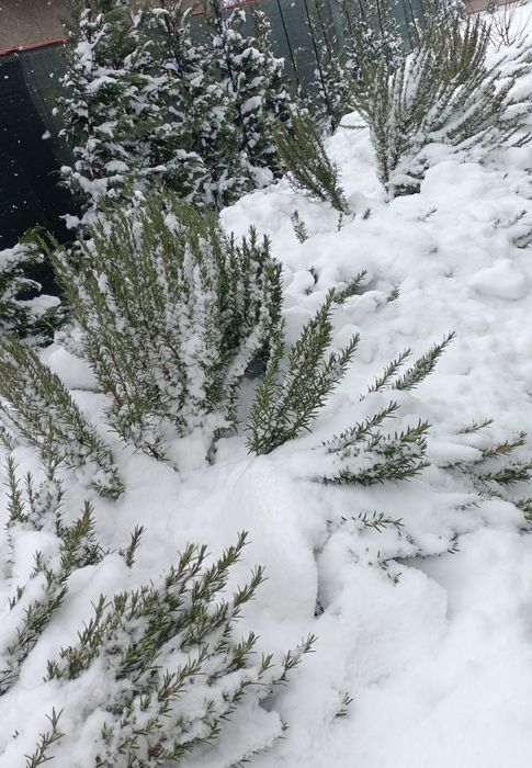 Rozmarin proaspăt și plante mature
