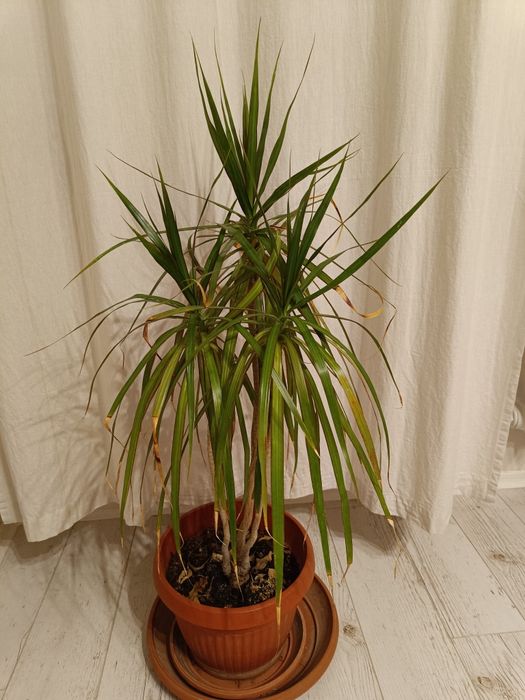 Драцени маргината и драцена фрагранс 100-120см