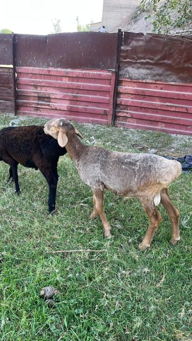 Хорошие бараны жирные