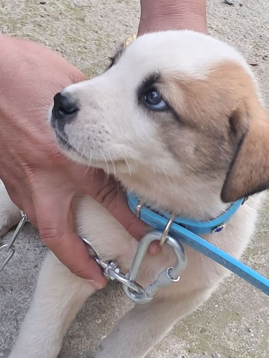 Срочна продаю щенок