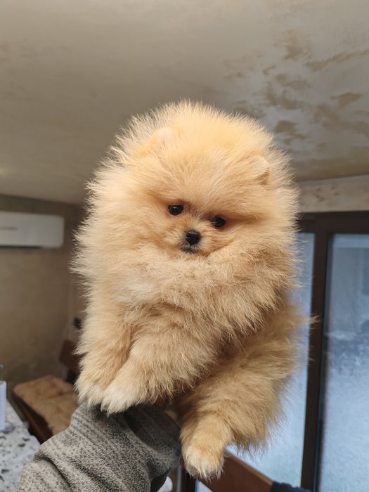 Померан мини мъжко