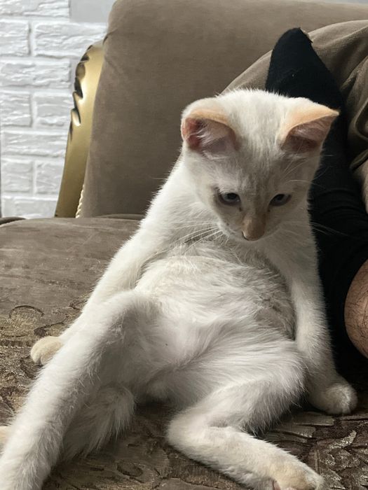 Котенок мальчик 3 месяца