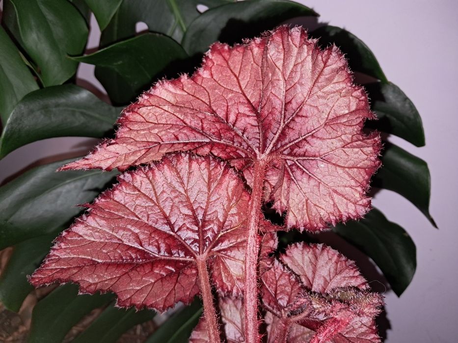 Бегония.             .