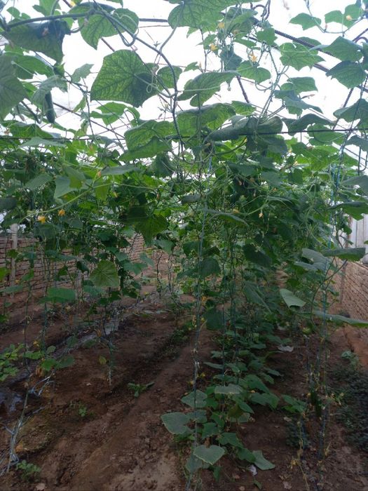 Срочно продается дача Мираж-2