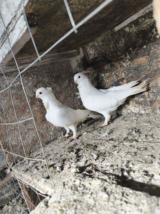 Satineți albi maturi