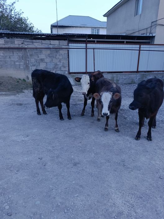 Продаются тёлки.