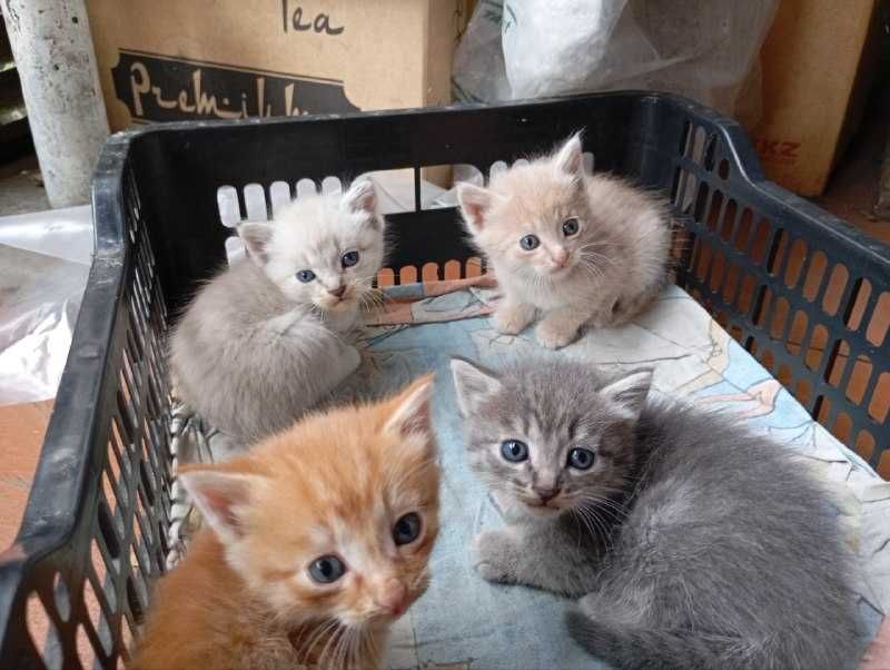 Котята симпотята