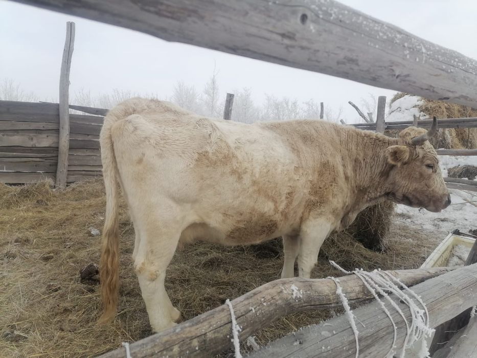 Продам хорошую корову