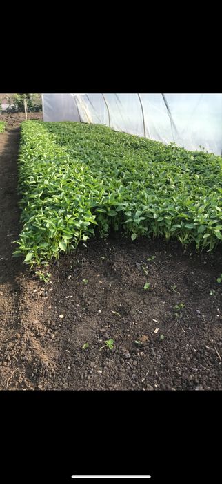 разсад от производител