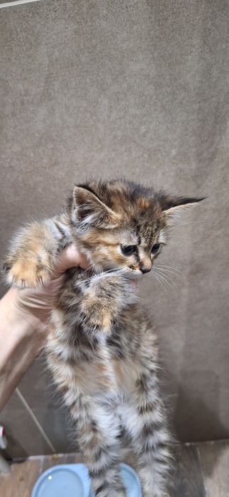 Котёнок в добрые и ответственные руки
