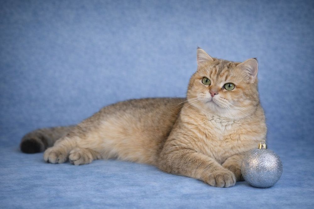 Британская золотая шиншилла .