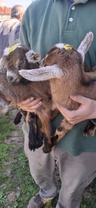 Iedute Sannen,alpine si metis