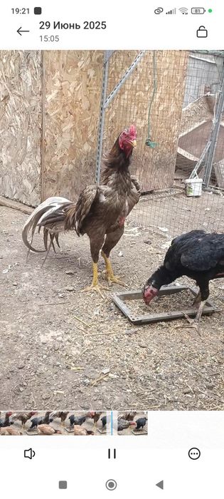 Продам семейка бразильцы