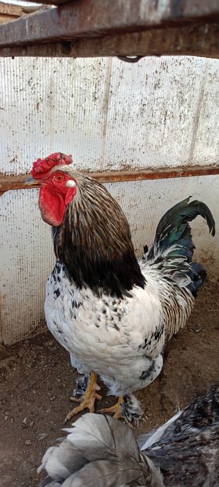 Продам петухов домашний