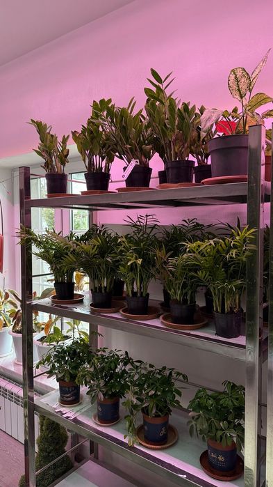 Комнатные цветы в ассортименте