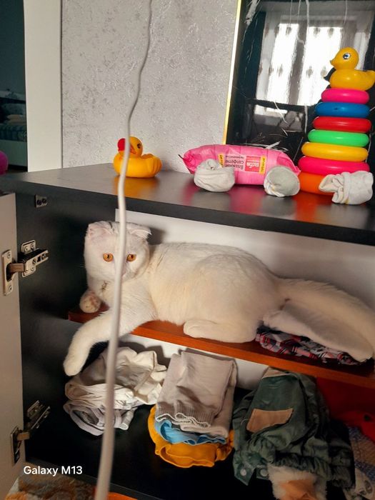 Вязка Кот мужик Симба приглашает на  встречу девчонок