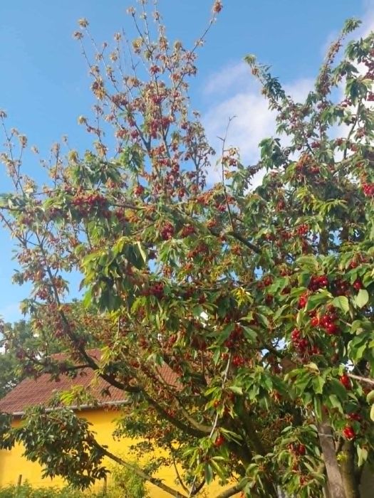 Cireșe mari și dulci bio din grădină proprie - Sacueni, Bihor
