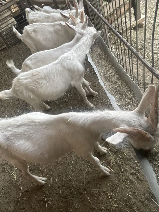 Продаются козы зааненской породы