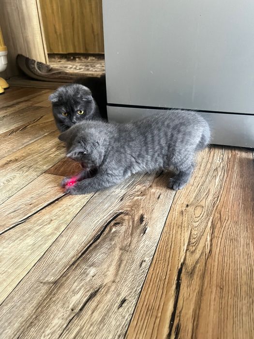 Продам котят скоттиш фолд